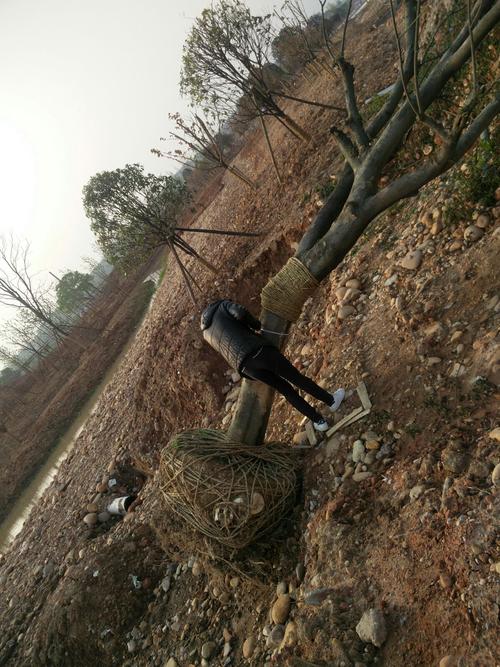衢化西路南段一园林绿化工程 每日一报