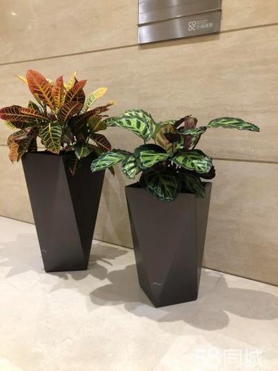 专业绿植租赁园林绿化养护绿化施工工程