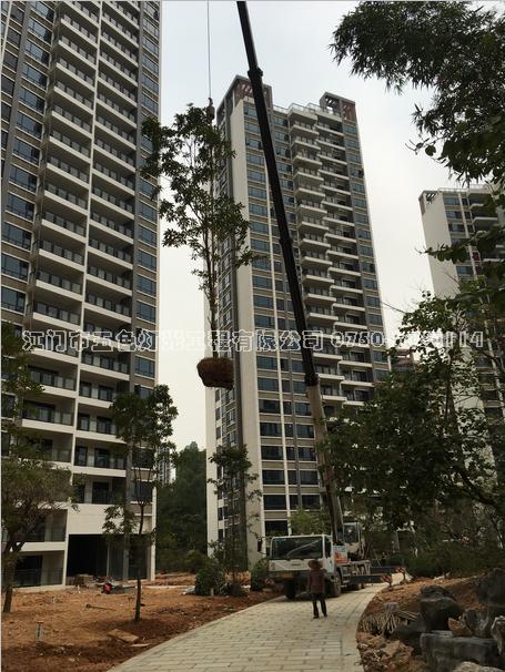 江门市华茵桂语园林绿化工程施工中